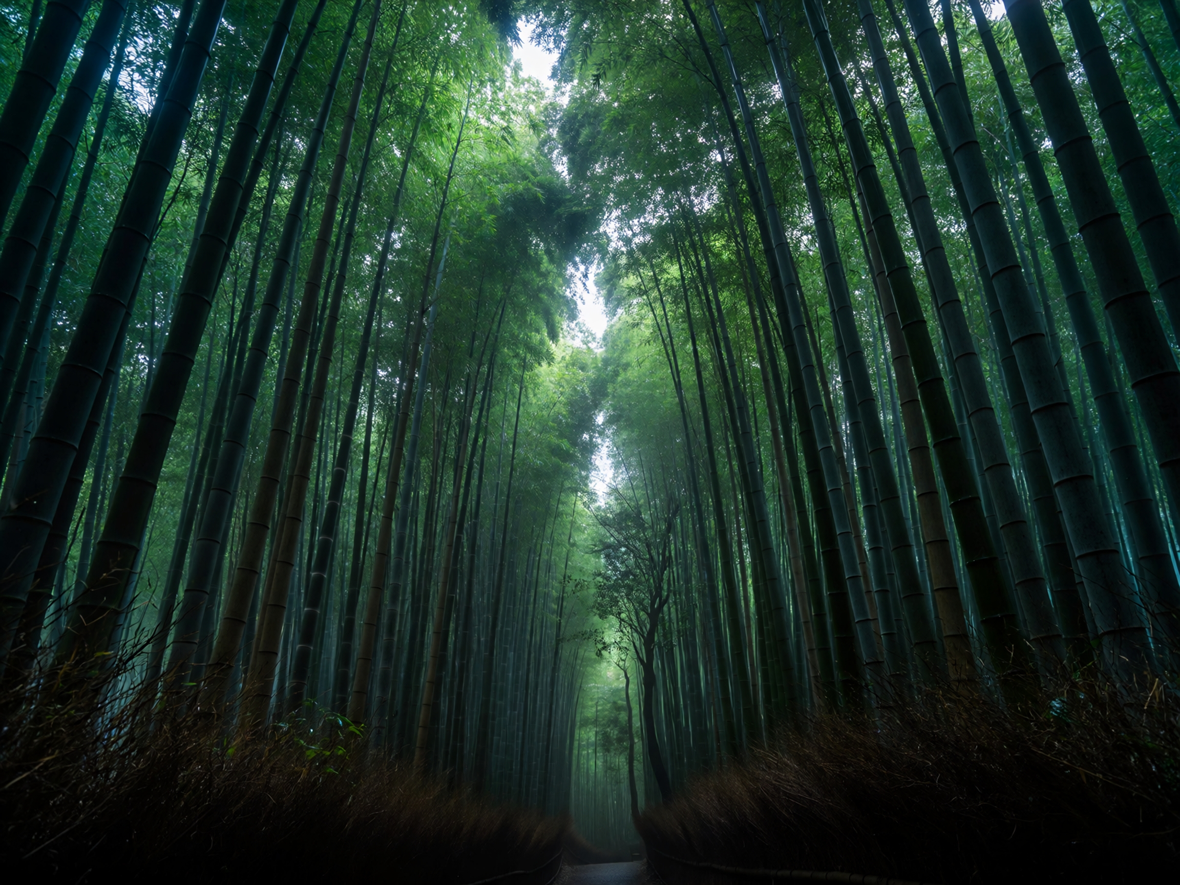 Bamboo forest